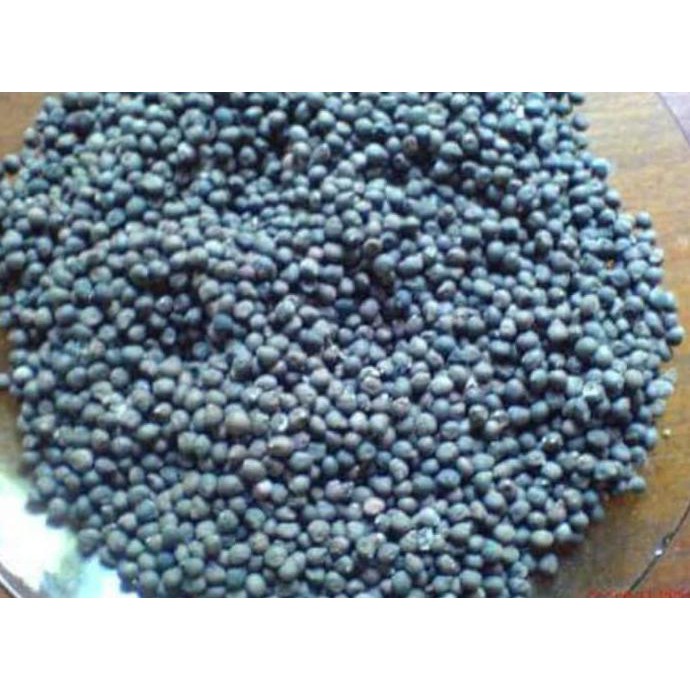 Super Benih Biji Kapuk Randu Klenteng