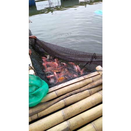 

ikan nila segar