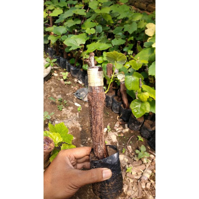 batang anggur lokal jumbo siap buat graftingan..