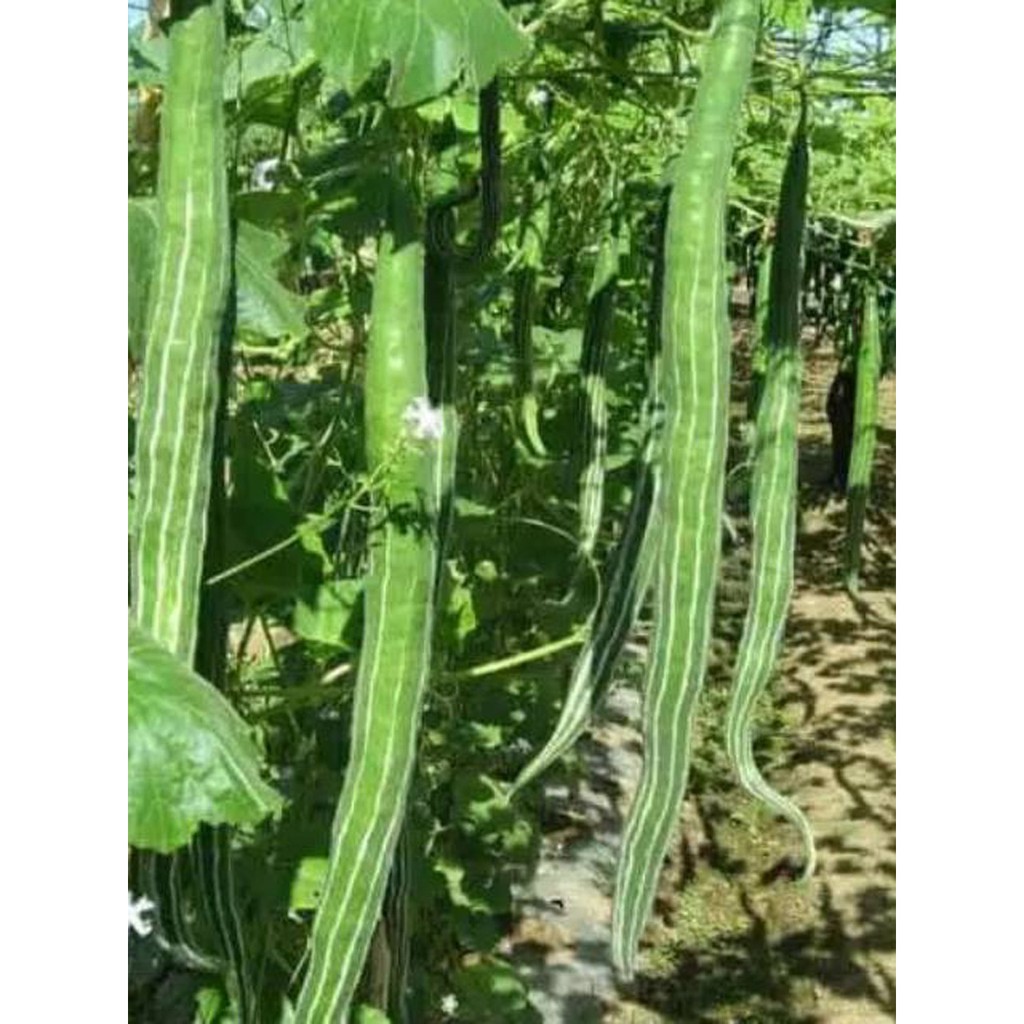 Bibit Benih Biji Sayur Pare Belut - Biji Tanaman Pohon Sayur Pare Belut -Bibit Sayur Pare Belut -COD