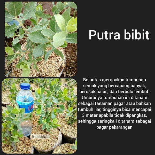 Bibit tanaman beluntas-tanaman beluntas herbal