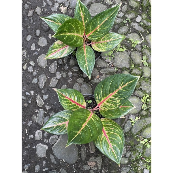 Aglonema Red Imelda (dewasa)