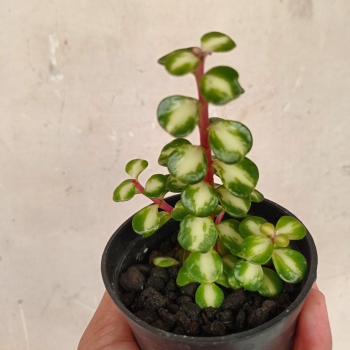 portulacaria afra mediopicta