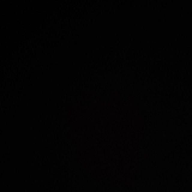 Bibit Tanaman Monstera Obliqua Philodendron Monstrea Daun Janda Bolong