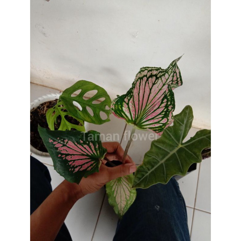 tanaman hias keladi wayang/keladi wayang
