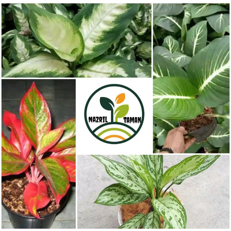 Paket 4 Tanaman Hias Aglonema Susu,Lipstik,Neon,Zebra