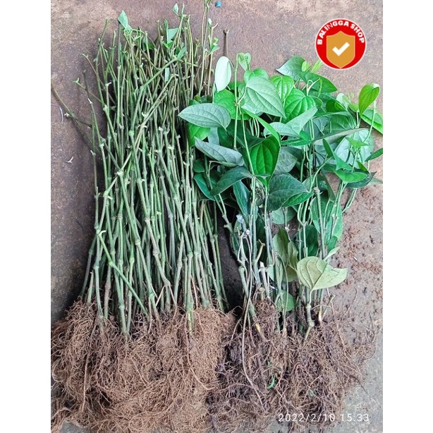 40 Bibit Lada India Sambung + 100 Melada Berakar