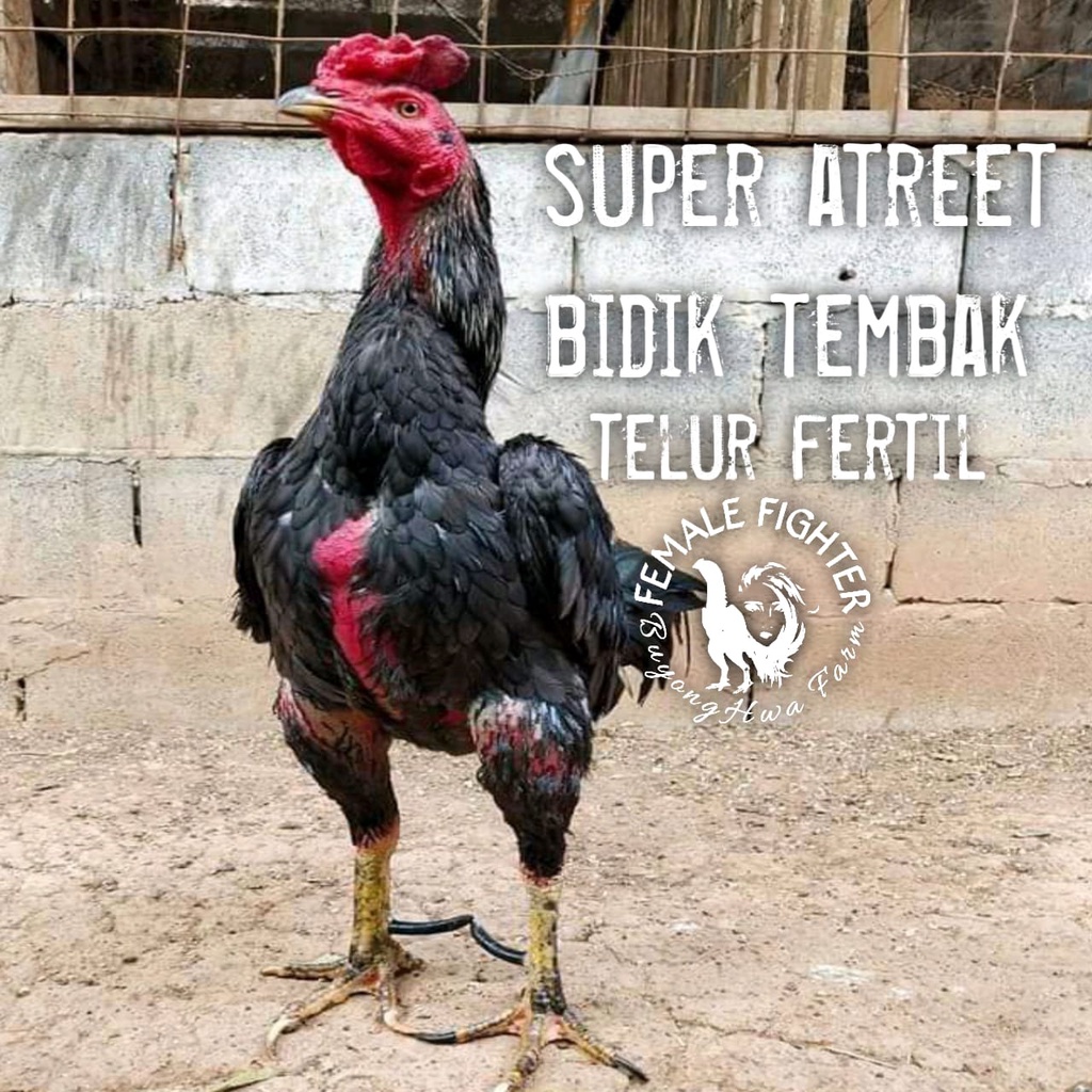 telur fertil ayam bangkok aduan super fertil pama atreet