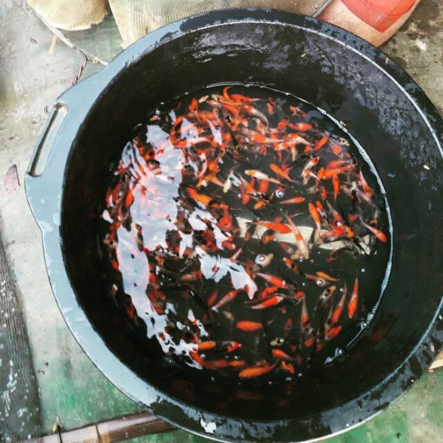 Ikan hias koi anakan size 4-6cm paket 100ekor