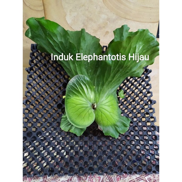 platycerium elephantotis form hijau