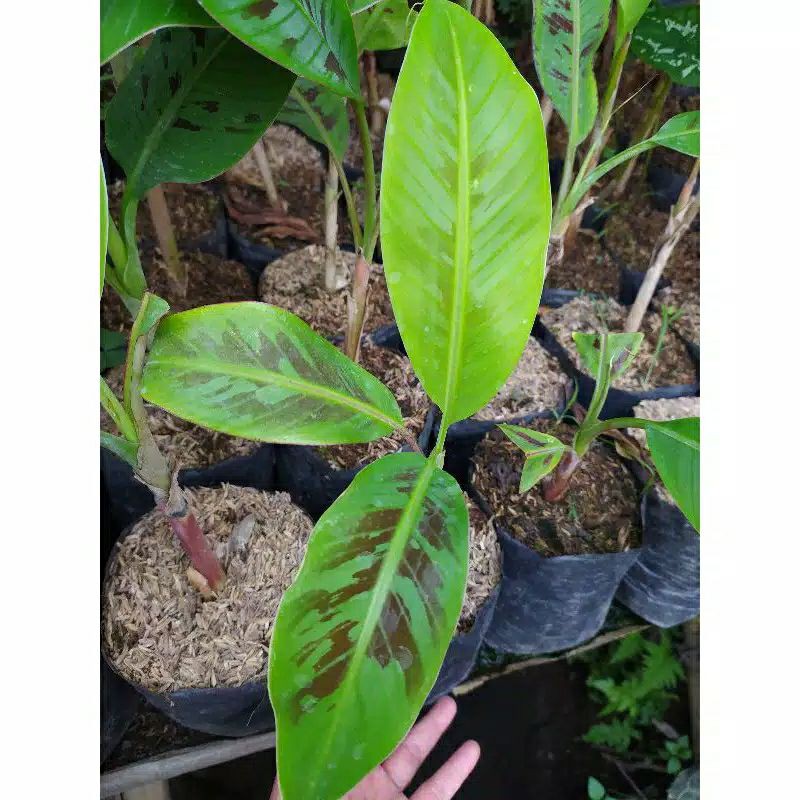 TANAMAN HIAS BANANA BLOOD'S