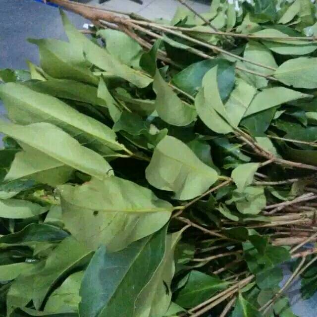 

Daun salam 150grm
