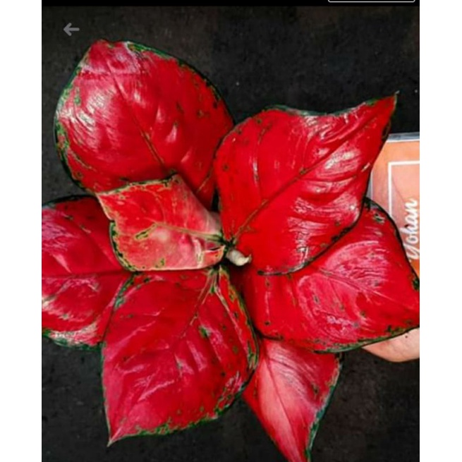 Aglonema Red Anjamani | Tanaman Hias Aglonema / Aglaonema Red Anjamani Mutasi Murah