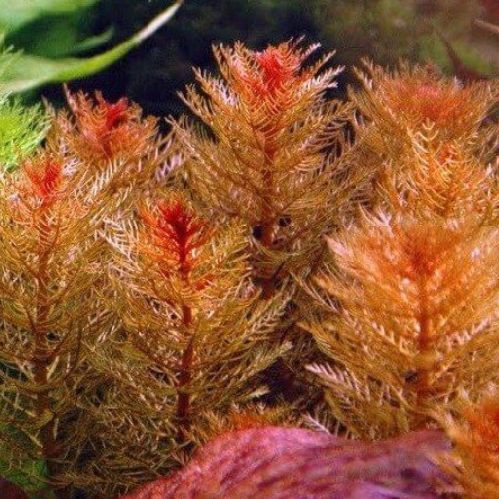 

myriophyllum tuberculatum