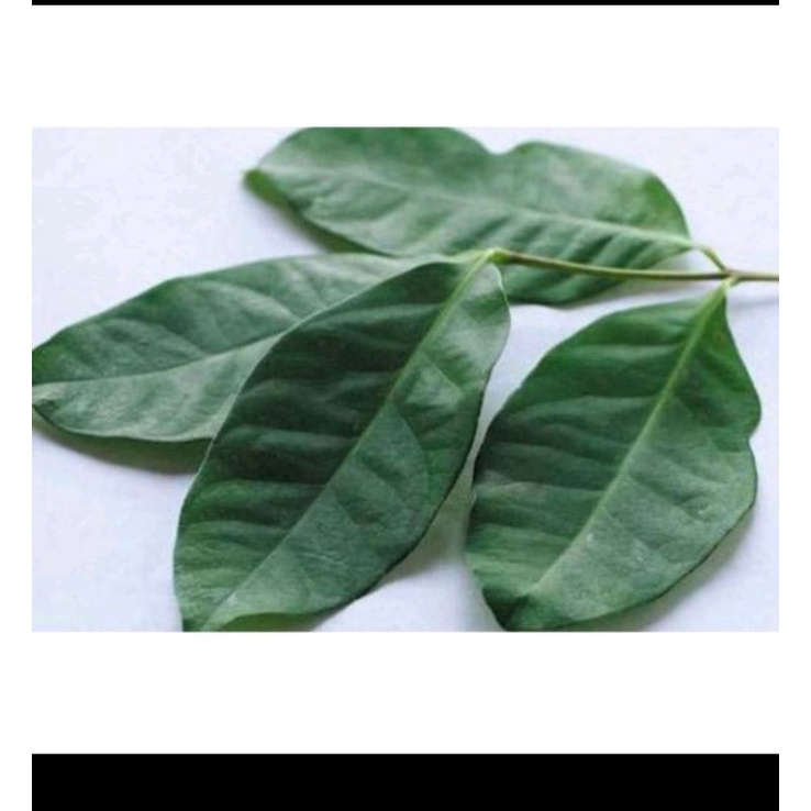

Daun salam segar per ikat