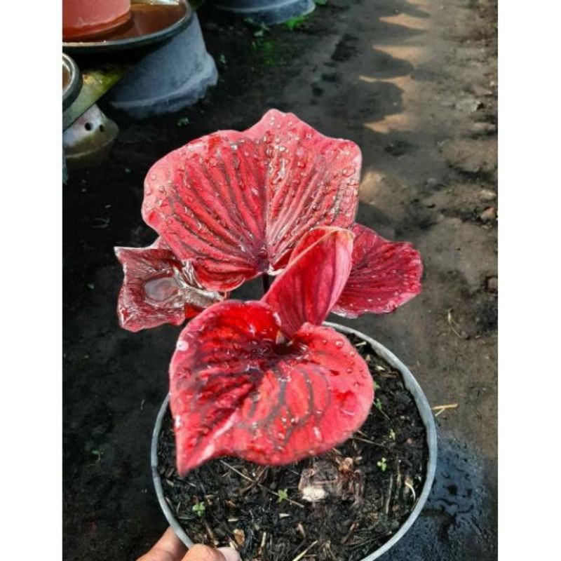 Bibit Caladium Nagoya