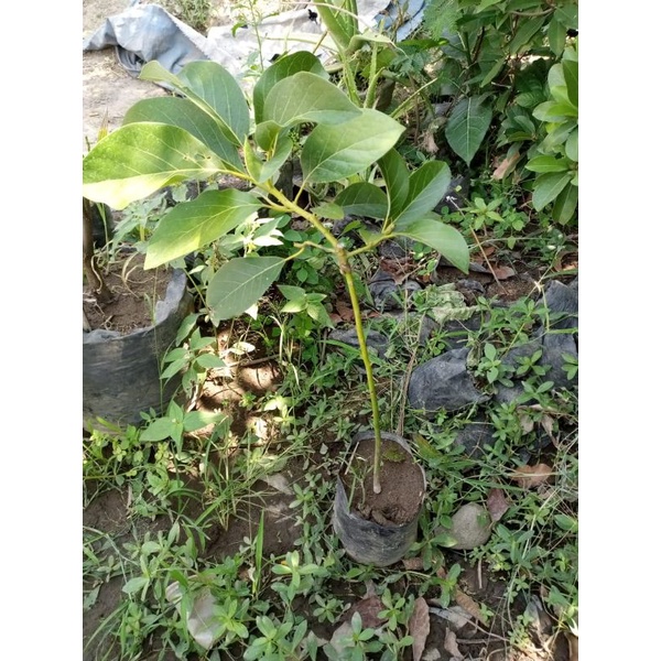 bibit alpukat Markus jumbo