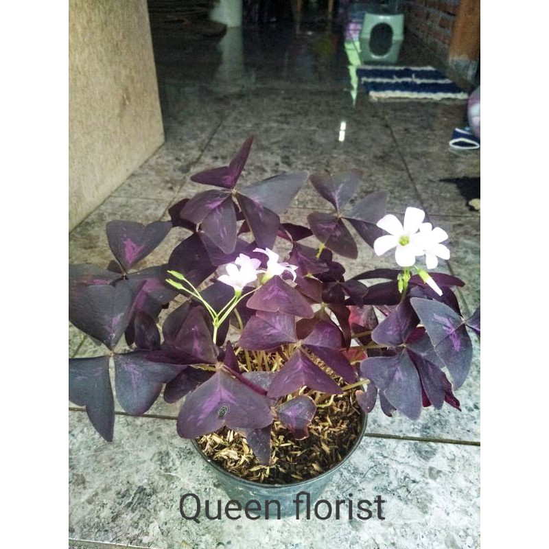 Tanaman Hias Butterfly ungu/Semanggi ungu