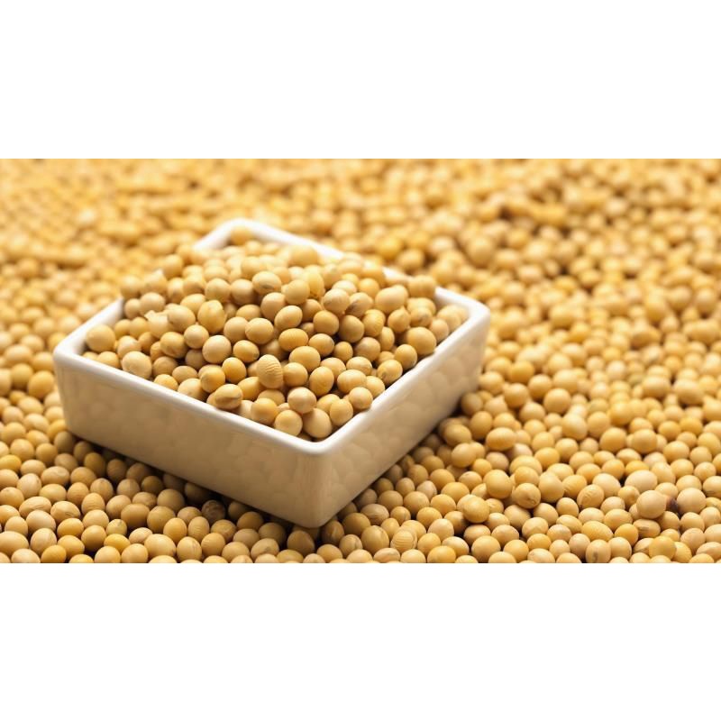 

KACANG KEDELAI IMPORT AMERICA SUPER