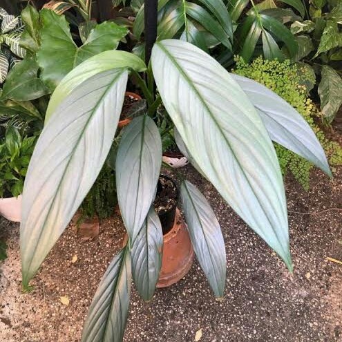 tanaman hias epipremnum amplisimum silver