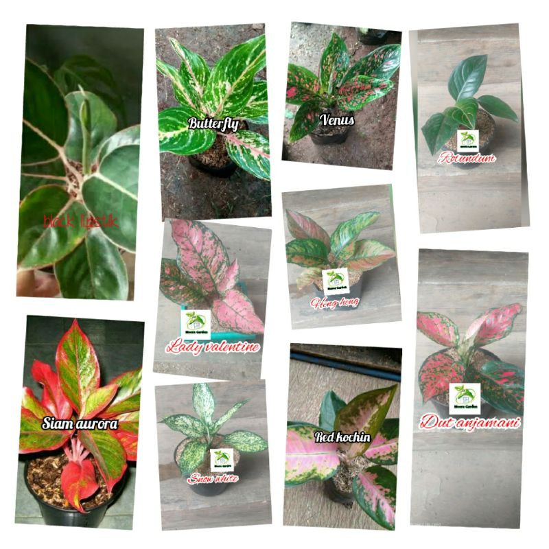 paket bibit bunga aglonema 10 batang