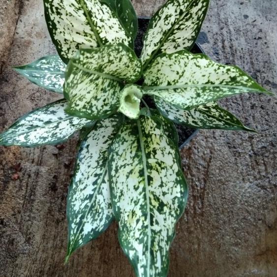 ✾ tanaman hias aglonema snow white ✬