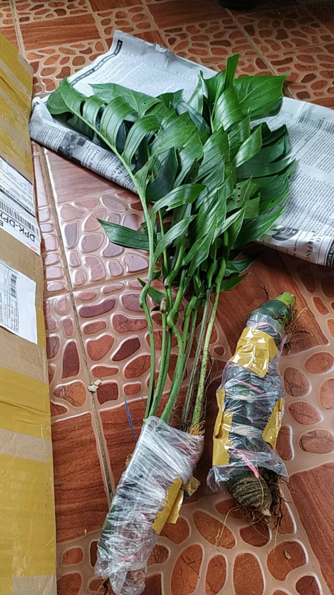 Tanaman Hias Indoor Mostera Epipremnum Pinatum/ekor Naga