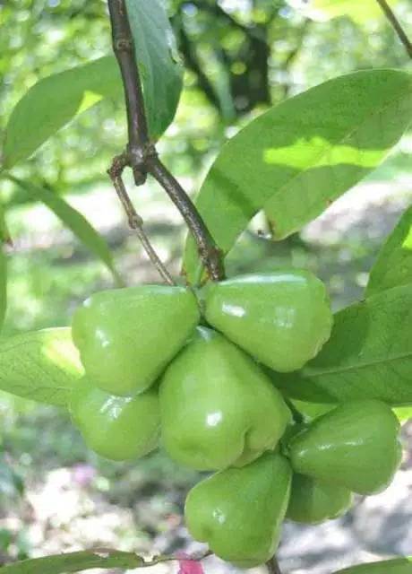 Jambu Air Super Green Cepat Berbuah