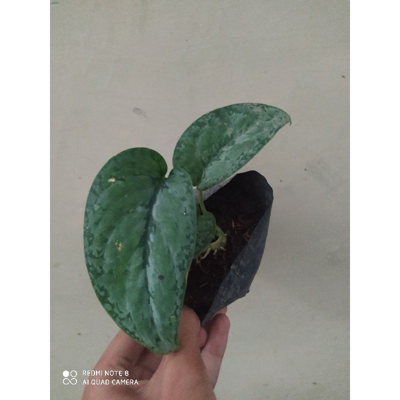 scindapsus silver splash