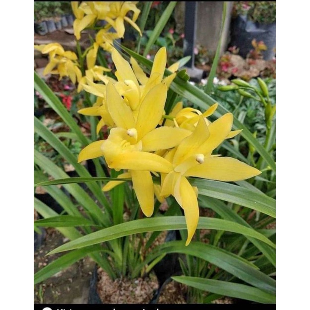 anggrek tanah/golden boy