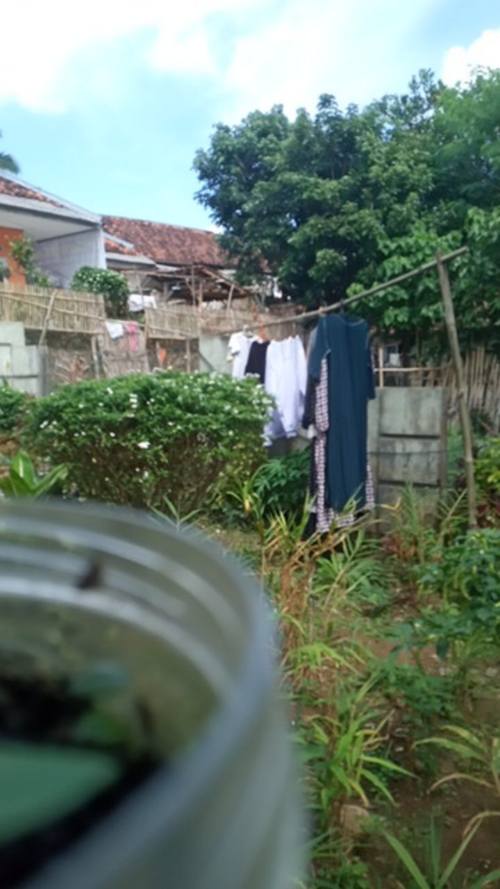 Sedotan Plastik Bening Bengkok Isi @50 Pcs Panjang 24cm Bahan Murni 100%