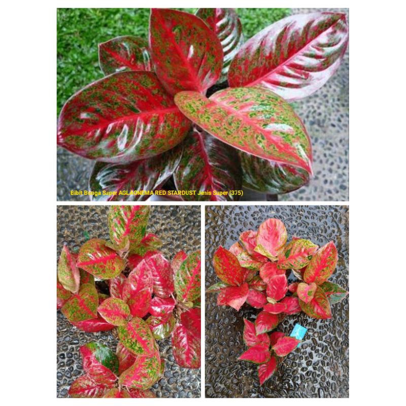 Aglaonema Red Stardust Jenis Super Tanaman Pohon Bibit Bunga Terbaik Berkualitas Mahal Langka Shopee Indonesia