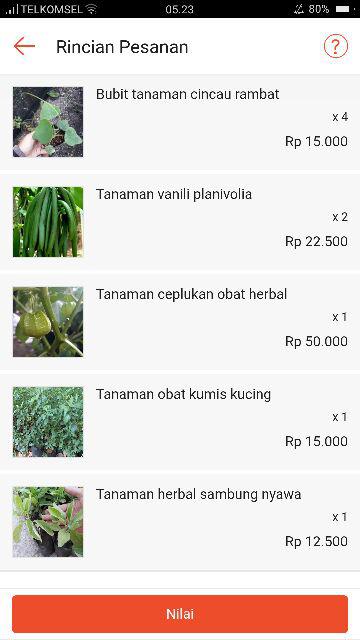 Bibit Tanaman Ceplukan Obat Herbal/ Benih Herb Al Buah Ceplukan Manffatt Banyak