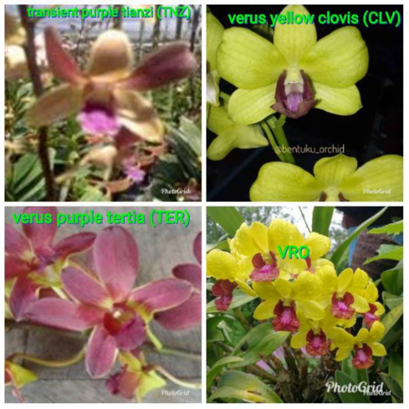 Promopaket 4 jenis bunga anggrek dendrobium - bunga hidup - tanaman hidup