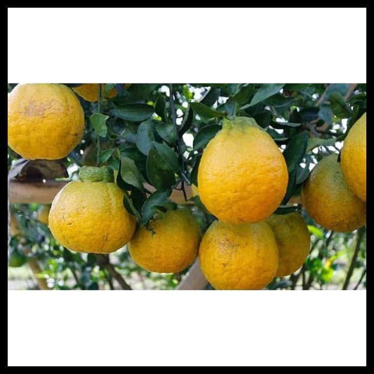 BIBIT JERUK DEKOPON OKULASI POHO JERUK BUAH JERUK DEKOPON