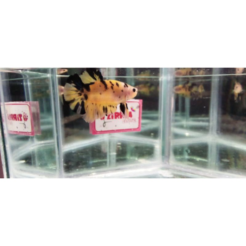 Cupang Yellow Koi Yellow base Male Real PICTURE Real PIC Real PICT / Real Foto / Real Video Size M