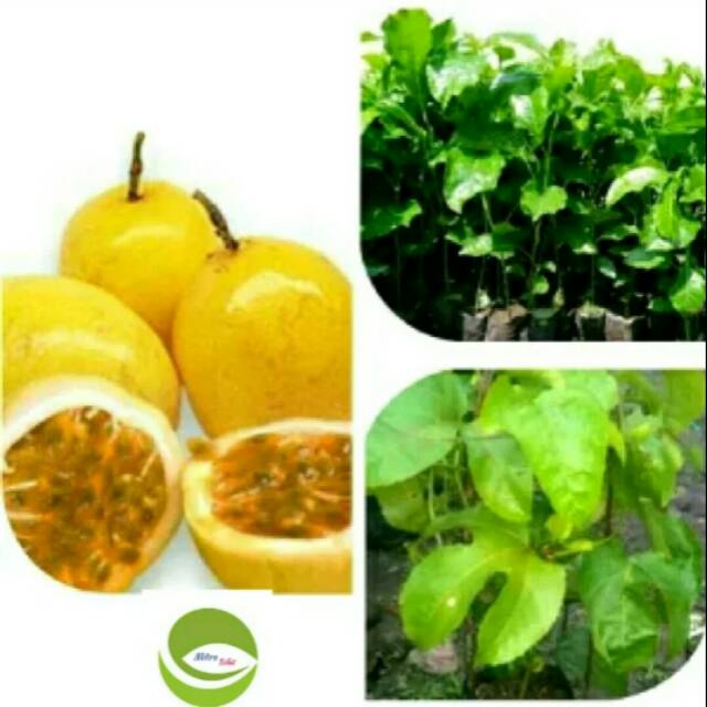 Bibit Tanaman Buah Markisa Kuning/Pohon Buah Markisa Kuning/Tanaman Markisa merambat