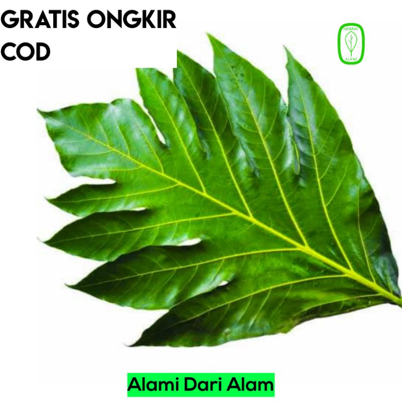 

Daun Sukun Muda Per Lembar Besar Segar Untuk Ginjal Herbal Alami COD