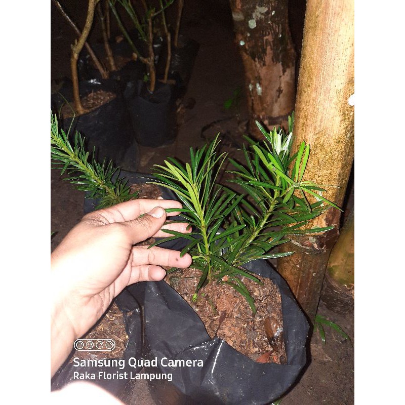 Lohansung Mikro| Bahan Bonsai Lohansung Cincuan