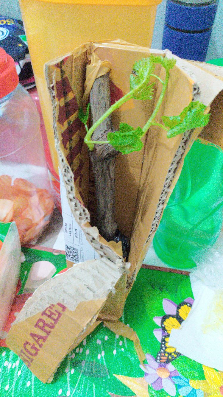 Bibit Anggur Import Ninel