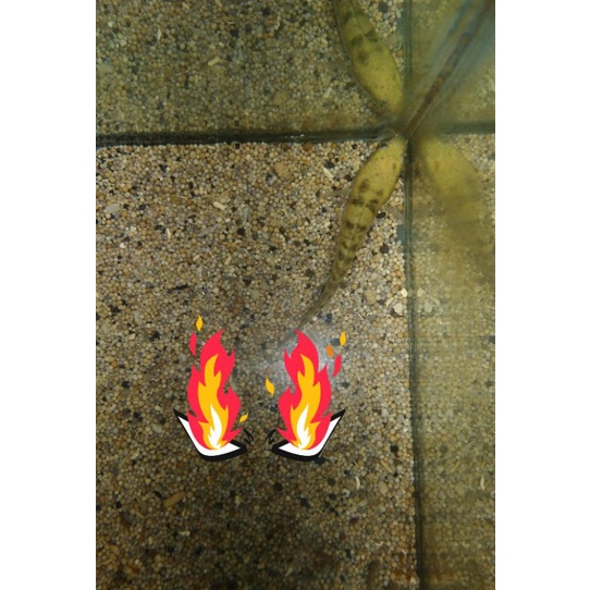 channa yellow sentarum