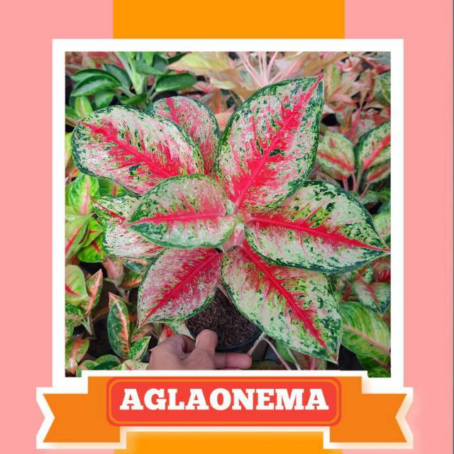 Tanaman Hias Aglaonema Sweet Dream