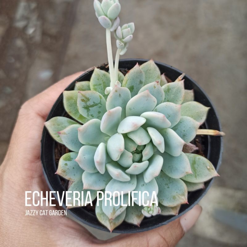 Jazzy Cat Garden Sukulen - Echeveria prolifica