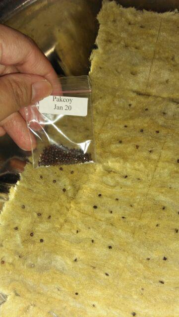 Paket Starter Kit Hidroponik 3 Set Slab Komplit (nampan + Spuit) Murah