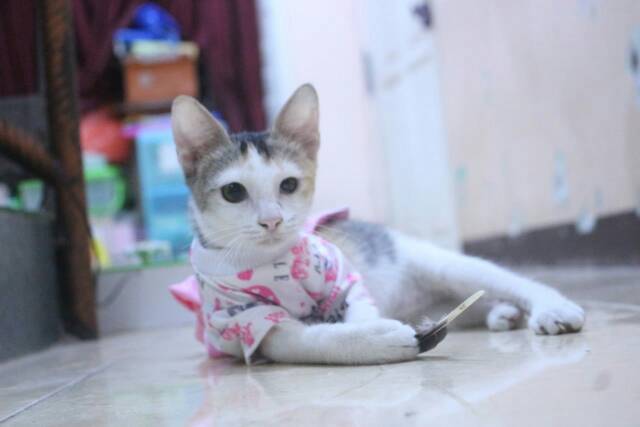 Dress bahan kaos kitty pink lucu untuk kucing dan anjing / baju kucing tangerang murah size S M L XL