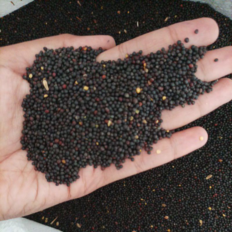 BIJI SAWI (pakan Burung)