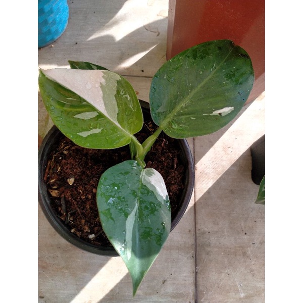 philodendron white wizard