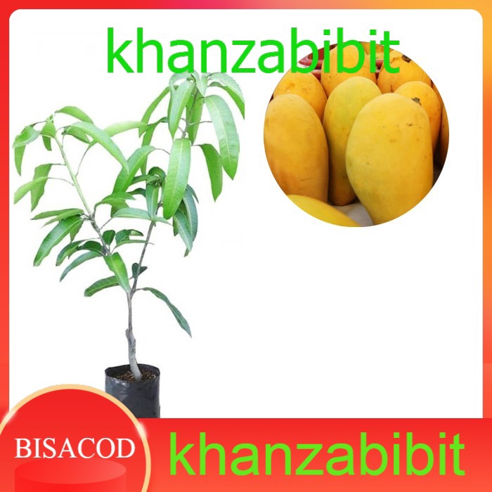 Bibit Buah Mangga Chokanan