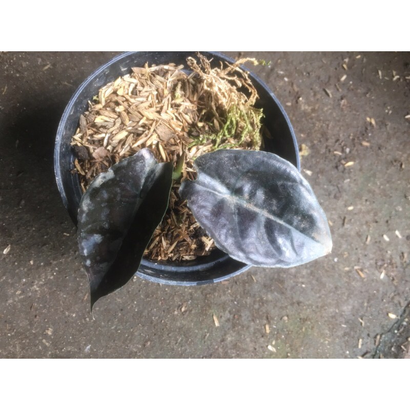 alocasia infernalis/ black indo