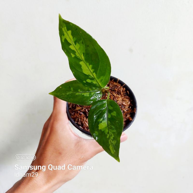 Aglonema Pictum Aceh 2-5 daun
